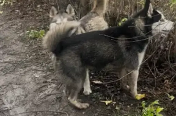 Собаки потеряшки, Самара, фото: Потеряшка хаски, Самара, 9-я просека 5-я линия