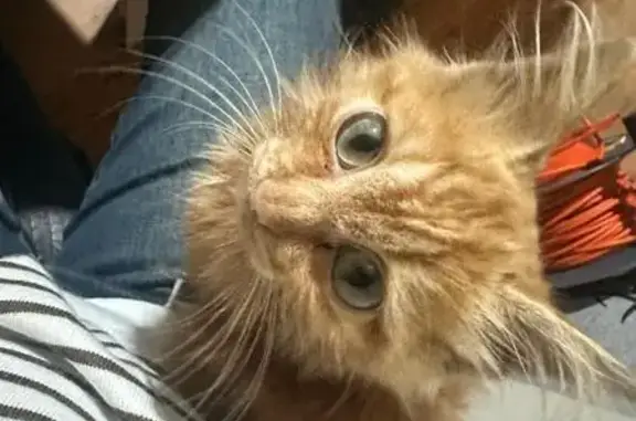 Пропал котёнок Лёва, ул. Калинина, 238