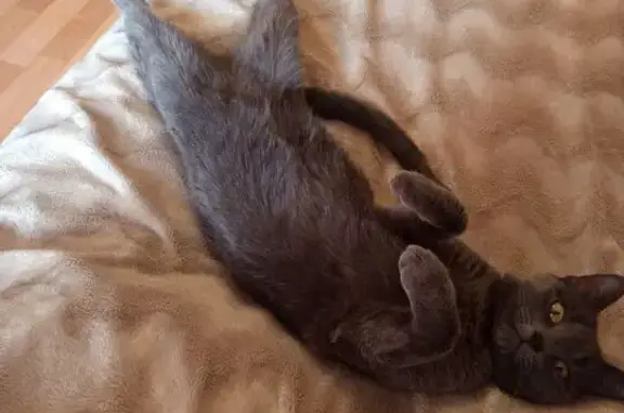 Пропала кошка, Набережная 24А, Нововоронеж