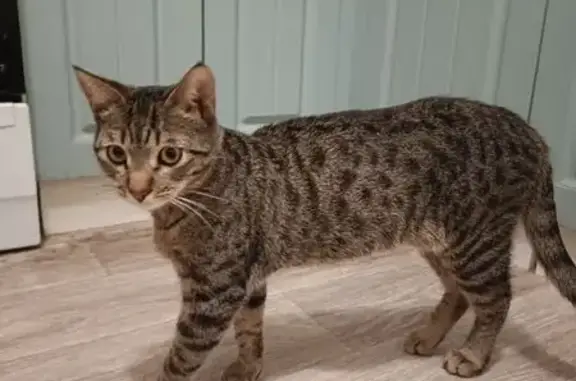 Найдена кошка, Самара, фото: Кот найден на бульваре Финютина, Самара