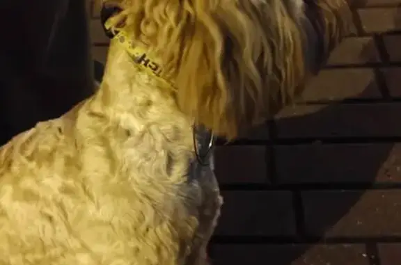 Найден пудель, Кировоградская ул., Москва