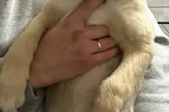 Пропала собака, ул. Козлова, СПб