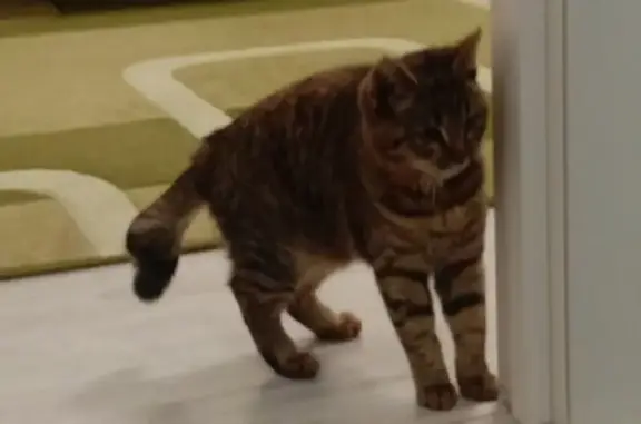 Найдена кошка, Петровский, фото: Кошка найдена: Петровская ул., 5, Петровский