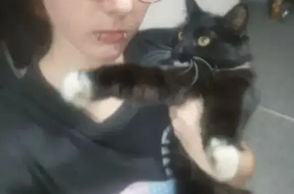 Найденные животные Владивосток, фото: Найдена кошка, ул. Краева, Владивосток