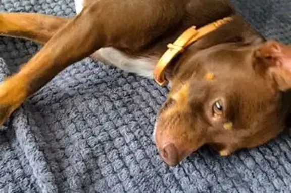 Собаки потеряшки, , фото: Потеряшка собака, ул. Арсеньева, Липецк