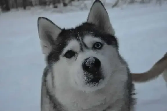 Пропала собака, Дубровическое с/п, Рязань