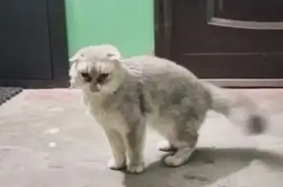 Найденные животные Петрозаводск, фото: Кошка найдена: ул. Калинина, 4, Петрозаводск