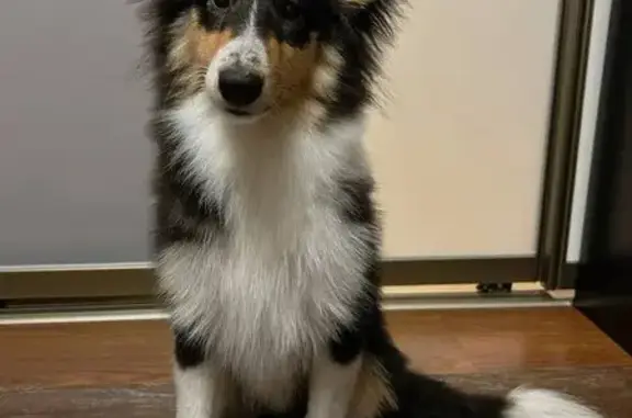 Пропала собака, Котельники, МО! Срочно!