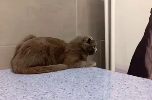 Найдена кошка, Самара, фото: Кошка найдена: Ново-Вокзальная 277, Самара
