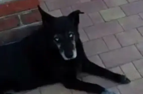 Пропала собака, Ростовское шоссе, Краснодар