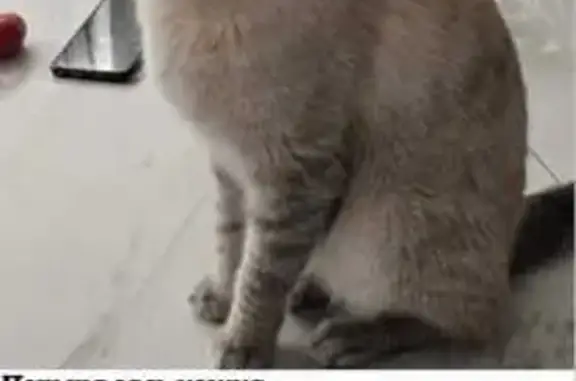 Кошки потеряшки, Георгиевск, фото: Потеряшка кошка, Звёздная ул. 1, Георгиевск