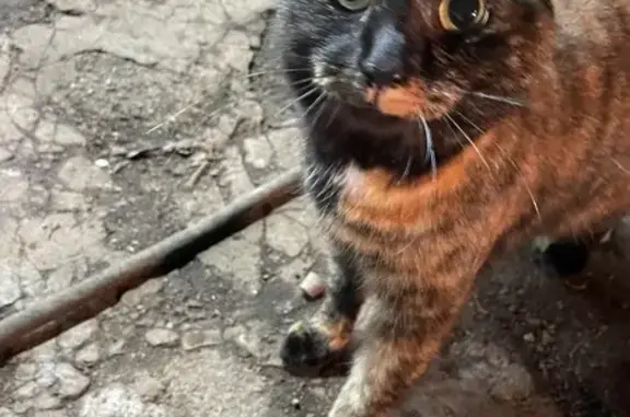 Кошка найдена, ул. Макса Смирнова, 88А