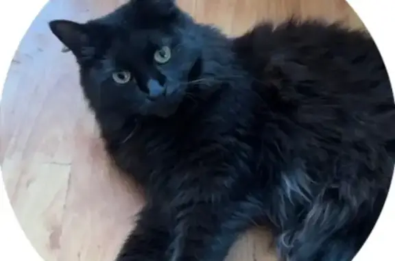 Кошки потеряшки, Большой Исток, фото: Потеряшка чёрная кошка, Красноармейская 1/3