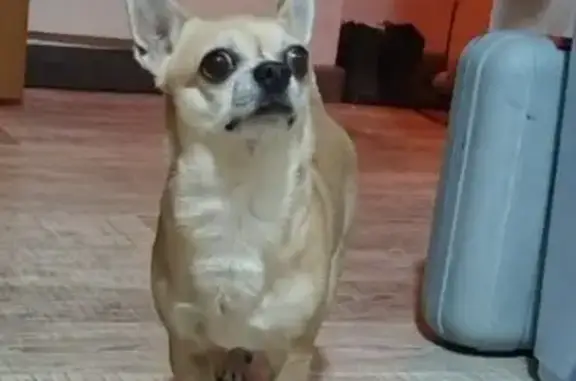 Найдена собака, Ярославль, фото: Найдена собака, ул. Космонавтов, 14 к2