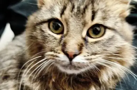 Найдена кошка, Дубровки, фото: Кошка найдена: Центр. ул, 1, Дубровки