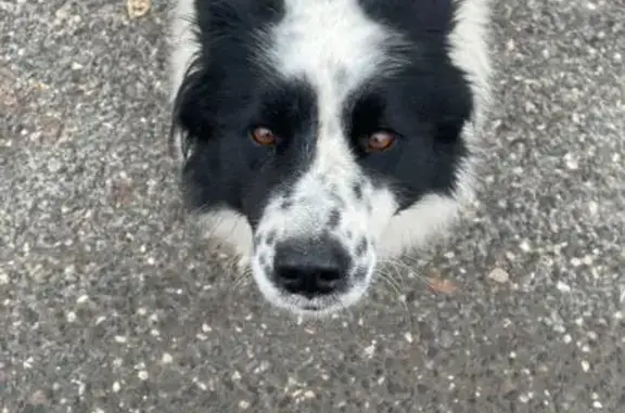 Пропала собака в Муроме, Владимирская обл.