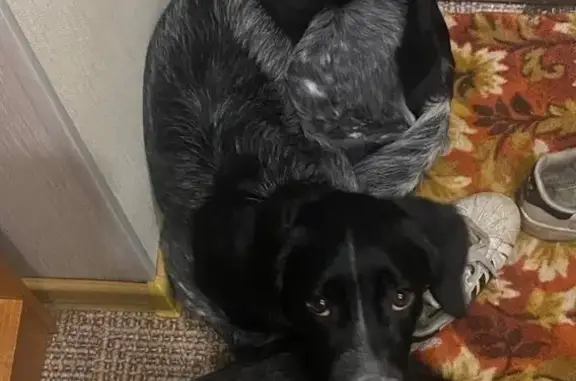 Пропала собака, ул. Металлургов 10, Череповец