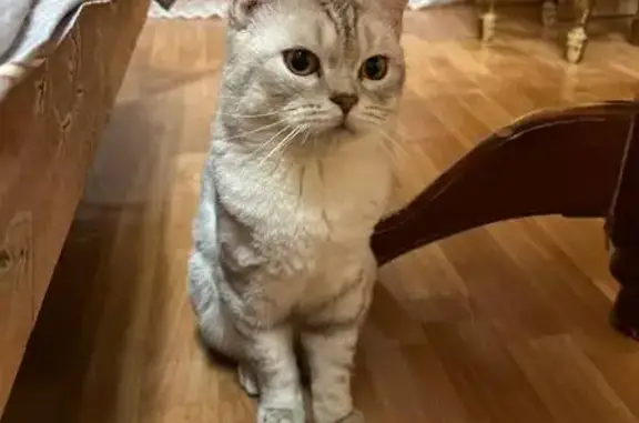 Кошки потеряшки, Пенза, фото: Потеряшка кот, Сумская ул. 32, Пенза