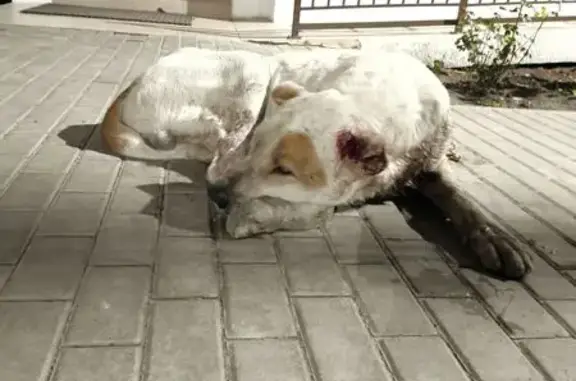 Собака найдена: Шаляпина 30/1, Краснодар