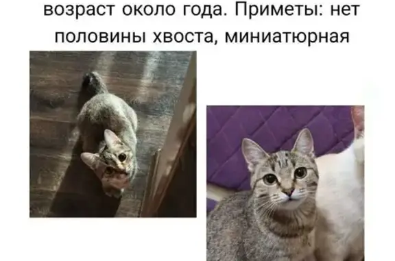 Пропала кошка, Зыковский с/с, Красноярск