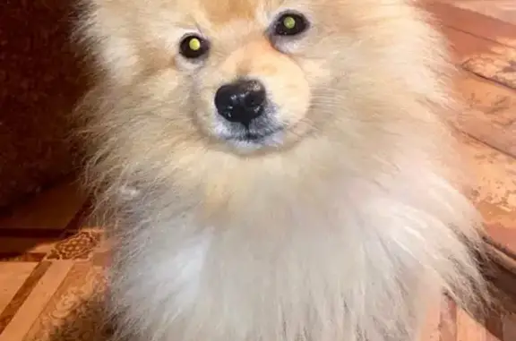 Пропала собака, ул. Домостроителей, 3