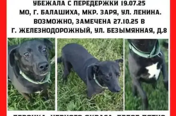 Пропала собака, Балашиха, ул. Ленина, 9