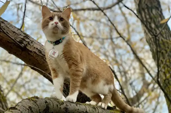 Кошки потеряшки, Муром, фото: Потеряшка кошка, Набережная ул. 36, Муром