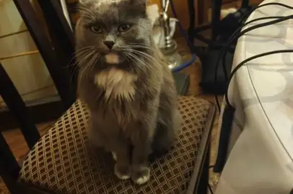 Кошки потеряшки, Луховицы, фото: Потеряшка кошка, ул. Мира 33, Луховицы