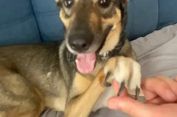 Пропала собака, Северная ул. 1А, Вологда