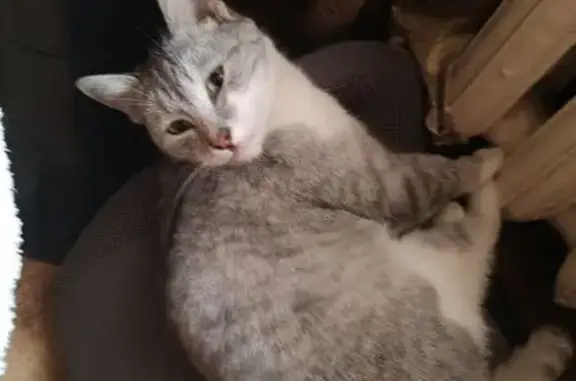 Найдена кошка, Новочебоксарск, фото: Кошка найдена: Винокурова 22, Новочебоксарск