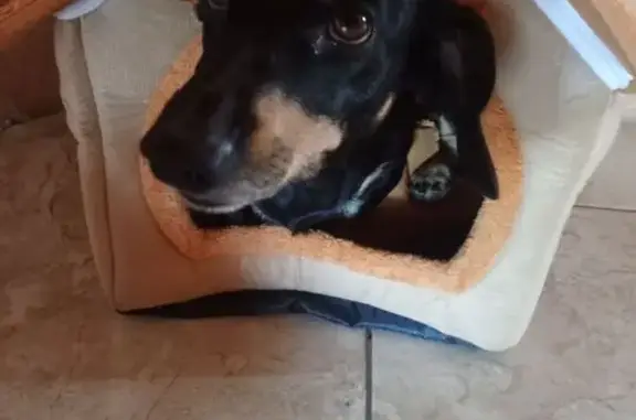 Собаки потеряшки, Ростов-на-Дону, фото: Потеряшка собака, 4-я Турнирная, 168