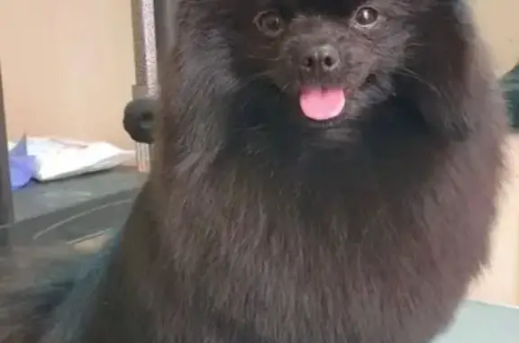 Пропал шпиц Бублик, Бирюлёва ул., 65