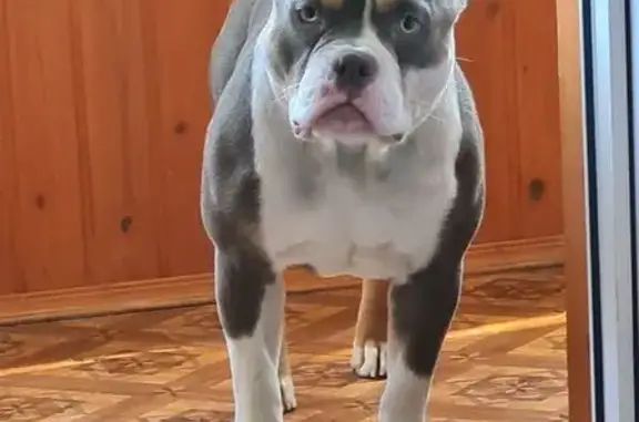 Пропала собака в Калуге, Калужская обл.