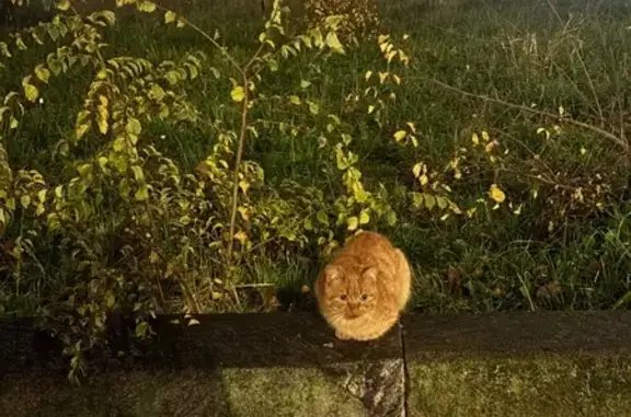 Найдена кошка, Санкт-Петербург, фото: Кошка найдена, пр. Славы, СПб