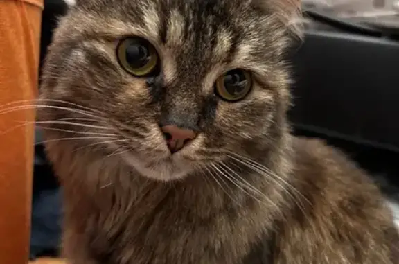 Найдена кошка, Москва, фото: Кошка найдена у Гончарова 13А, Москва