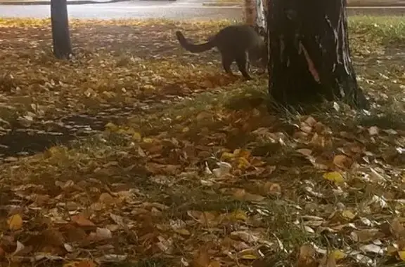 Найдена кошка, Санкт-Петербург, фото: Кошка найдена, Варшавская ул., СПб