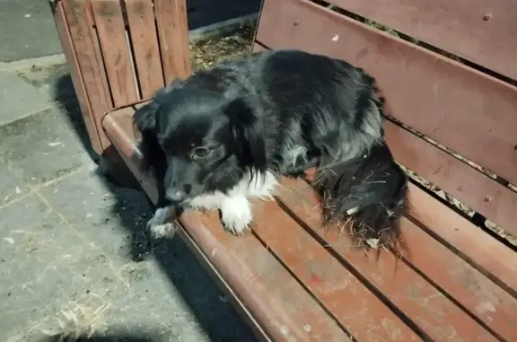 Собака найдена: пр. Красноярский Рабочий