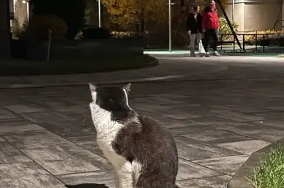 Кошка найдена: Полтавский пр., 2, СПб