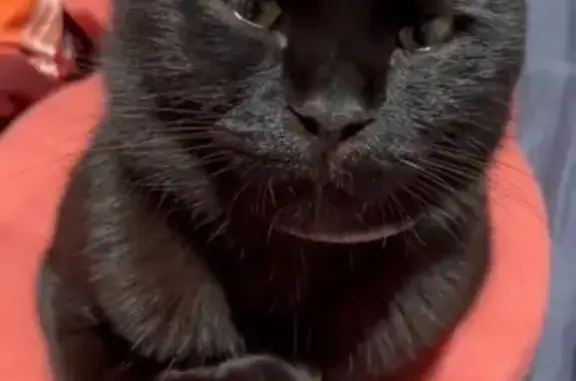 Пропала кошка в Сочи, Краснодарский край