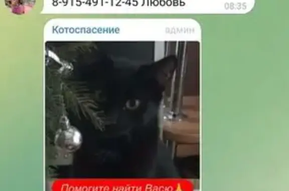 Пропал кот, ул. Ращупкина 16, Москва