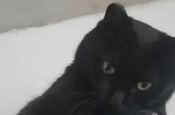 Пропала кошка, ул. Богаткова 266/2, НСК