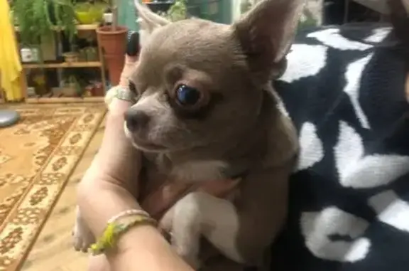 Найдена собака на Металлургов, 45к6, Тула