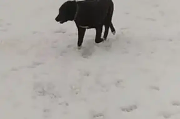 Пропала собака, ул. Веденеева, Волхов