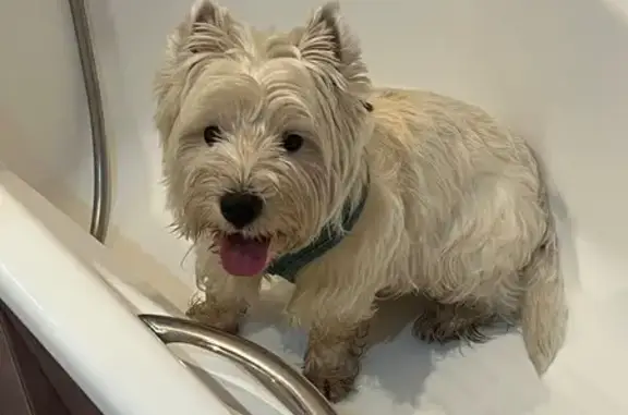 Пропала собака, Большая Советская, Днепровское