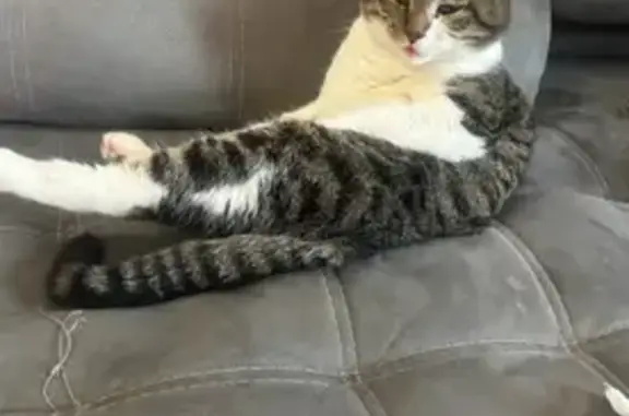 Пропала кошка, Грайвороновский 3, Москва