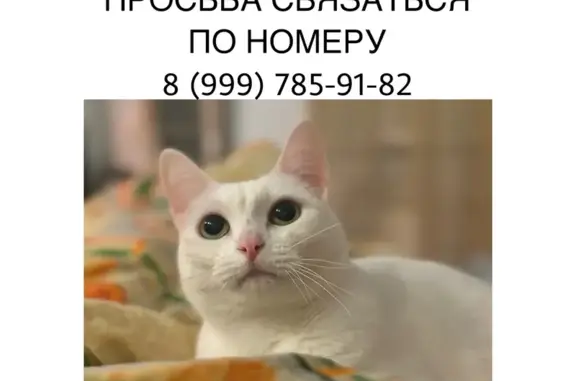 Пропала кошка Китси, Флотский спуск, Ярославль