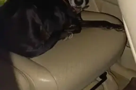 Найдена собака, Приморский край, фото: Собака найдена на заправке Бензо, Шкотово