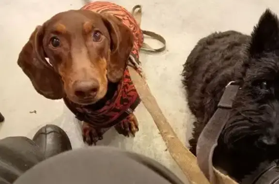 Собаки потеряшки, , фото: Потеряшка такса в лесу 61Н-220, Молькино