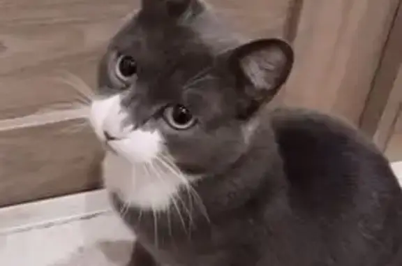 Найдена кошка, Томск, фото: Кот найден на Сибирской 102, Томск