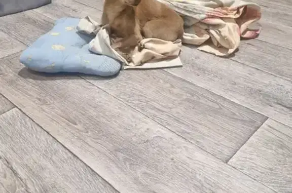 Найдена собака: пр. Победы 168В, Челябинск